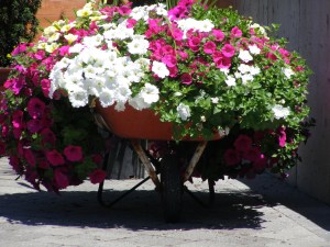 wheelbarrow planter