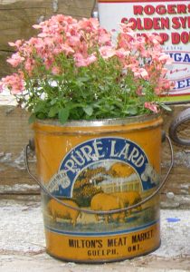 Pretty as a Pig Tin. I love pigs: have since I was a child. So this lard tin from Guelph, Ontario almost leapt off the shelf and into my arms.