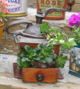 We are a tea drinking coffee grinder loving family. And I love the look of the combination of rich green  succulents, frail ivy against the rich wood and ironwork